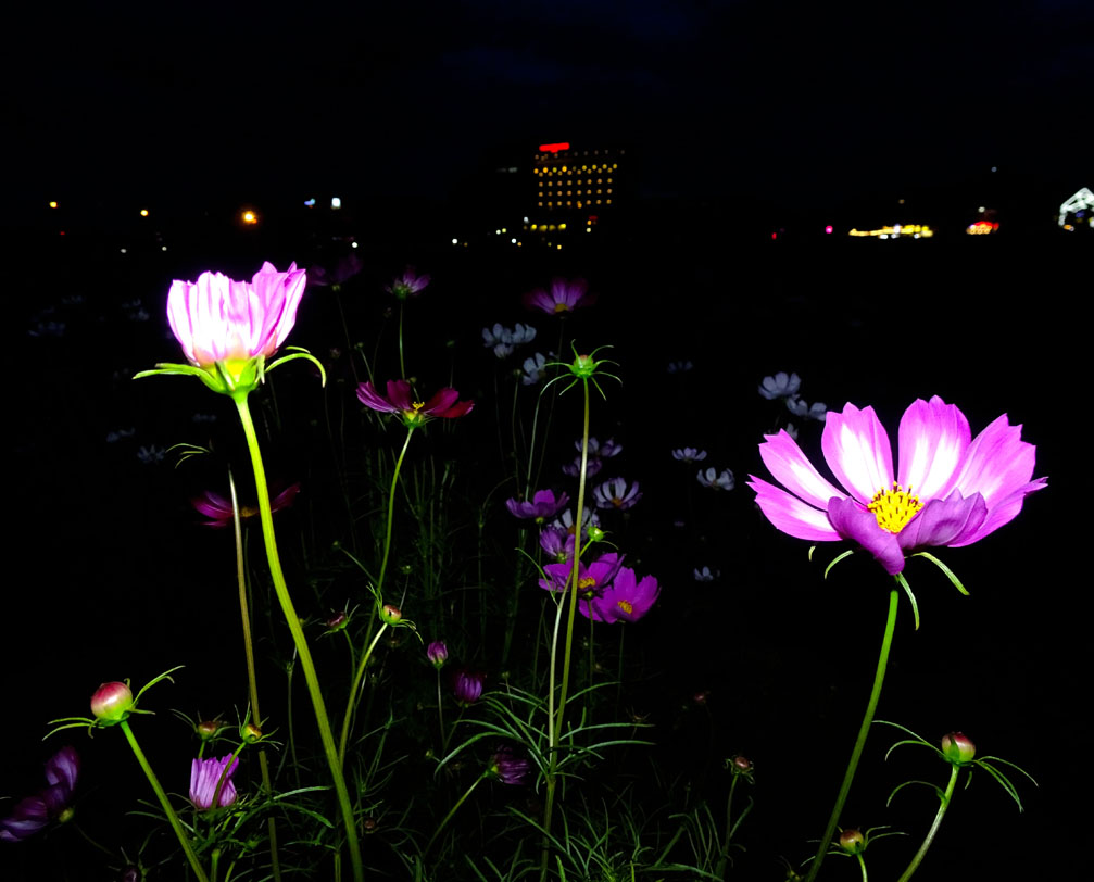 Hoa chụp đêm tại bờ sông Đăk Bla, thành phố Kon Tum